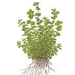 Micranthemum umbrosum - <I>Family ... Scrophulariaceae</I>