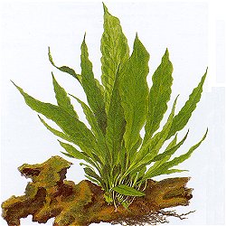 Microsorum pteropus - <I>Family ... Polygonaceae</I>