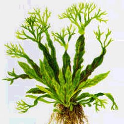 Microsorum pteropus Windeløv - <I>Family ... Polygonaceae</I>