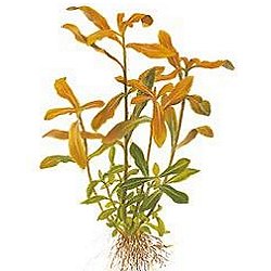 Nesaea crassicaulis - <I>Family ... Lythraceae</I>