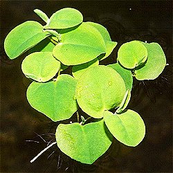 Phyllanthus fluitans - <I>Family ... Euphorbiaceae</I>