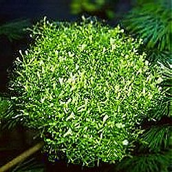 Riccia fluitans - <I>Family ... Ricciaceae</I>