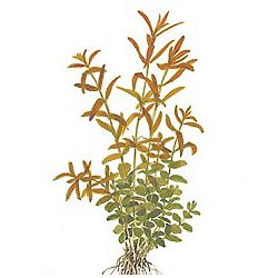 Rotala rotundifolia (indica) - <I>Family ... Lythraceae</I>