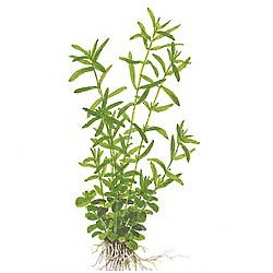 Rotala sp. .. Green - <I>Family ... Lythraceae</I>
