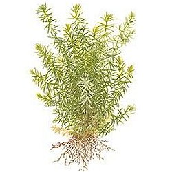 Rotala sp. .. Nanjenshan - <I>Family ... Lythraceae</I>