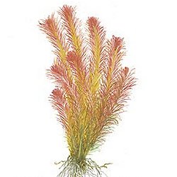 Rotala wallichii - <I>Family ... Lythraceae</I>