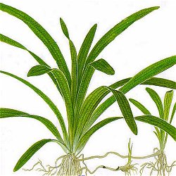 Sagittaria platyphylla - <I>Family ... Alismataceae</I>