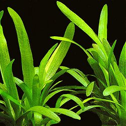 Sagittaria subulata - <I>Family ... Alismataceae</I>