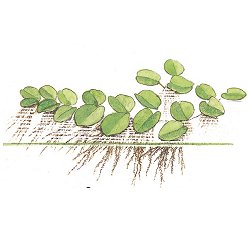 Salvinia natans - <I>Family ... Salviniaceae</I>