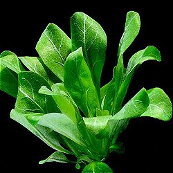 Samolus valerandi - <I>Family ... Primulaceae</I>