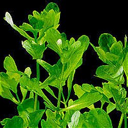 Shinnersia rivularis - <I>Family ... Asteraceae</I>