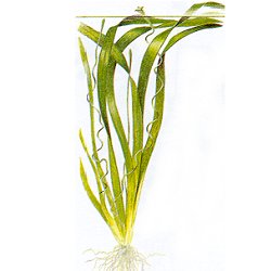 Vallisneria americana .. gigantea - <I>Family ... Hydrocharitaceae</I>