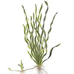 Vallisneria americana var. biwaensis - <I>Family ... Haloragaceae</I>