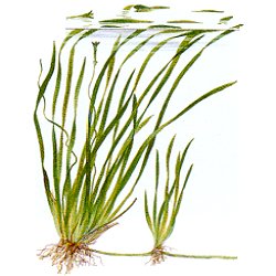 Vallisneria spiralis .. Tiger - <I>Family ... Hydrocharitaceae</I>