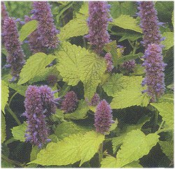 Agastache Golden Jubilee - Hardy Perennials