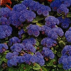 Ageratum Blue Mink - Half Hardy Annuals