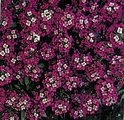 Alyssum Rosie O'Day - Hardy Annuals