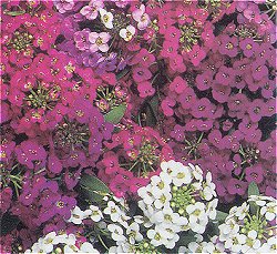 Alyssum Wandering Star - Hardy Annuals