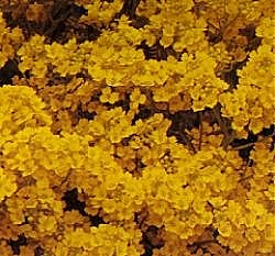 Alyssum Saxatile Golden Queen - Hardy Perennials