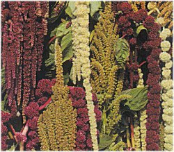 Amaranthus Magic Fountains - Hardy Annuals