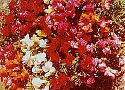 Antirrhinum Magic Carpet Mixed - Half Hardy Perennials