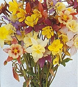 Aquilegia Pretty Bonnet Mixed - Hardy Perennials