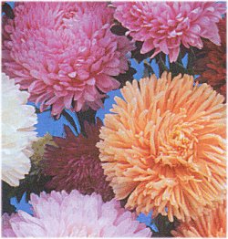 Aster Big Boy Mixed - Half Hardy Annuals
