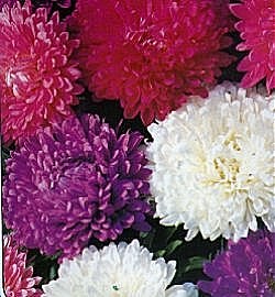 Aster Ticklish Mixed - Half Hardy Annuals