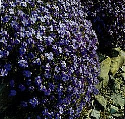 Aubrieta Cheeky Mixed - Hardy Perennials