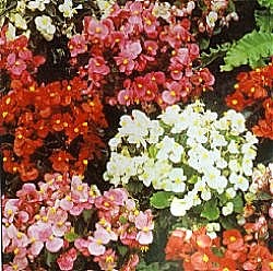 Begonia F1 Devon Gems Mixed - Supacoat - Half Hardy Annuals