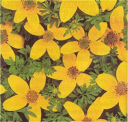 Bidens Golden Eye - Half Hardy Annuals