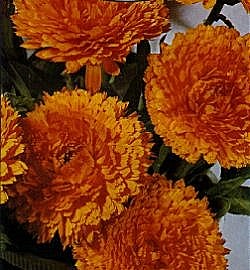 Calendula Orange King - Hardy Annuals