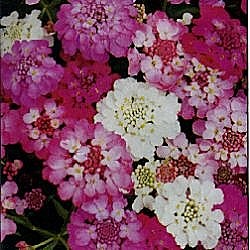 Candytuft Dwarf Fairy Mixed - Hardy Annuals