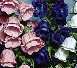 Canterbury Bell Cup &amp; Saucer - Hardy Biennials