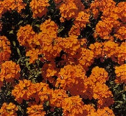Cheiranthus Allionii (Siberian Wallflower ) - Hardy Perennials
