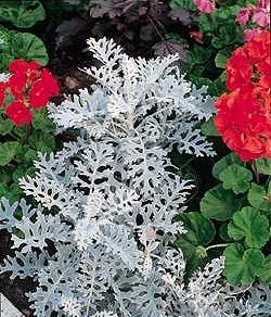 Cineraria Maritima Silverdust - Half Hardy Annuals