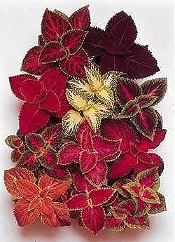 Coleus Rainbow Choice Mixed - Greenhouse Perennials