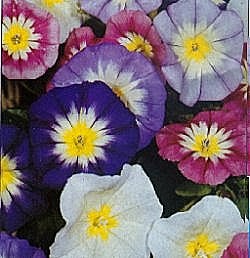 Convolvulus Panorama Mixed - Hardy Annuals