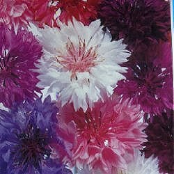 Cornflower Tall Tutu Mixed - Hardy Annuals