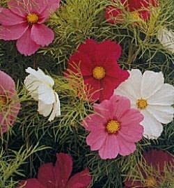 Cosmea Sensation Tall Mixed - Half Hardy Annuals