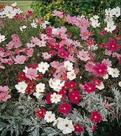 Cosmea Sonata Mixed - Half Hardy Annuals