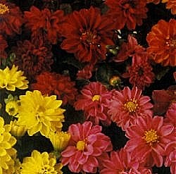 Dahlia Disco Dancer Mixed - Half Hardy Perennials