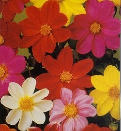 Dahlia Coltness Hybrids Mixed - Half Hardy Perennials