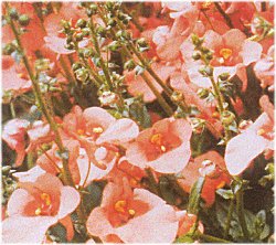 Diascia Apricot Queen - Half Hardy Annuals
