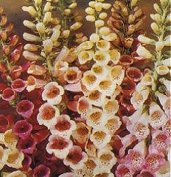 Digitalis (Foxglove) Selected Mixed - Hardy Perennials