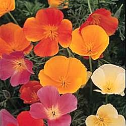 Eschscholzia Special Mixture - Flower Seeds