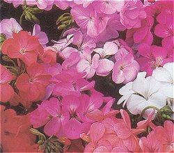 Geranium Capri - Half Hardy Perennials