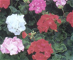 Geranium Torbay Improved Mixed F2 - Half Hardy Perennials