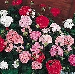 Geranium F2 Pastorale Mixed - Half Hardy Perennials