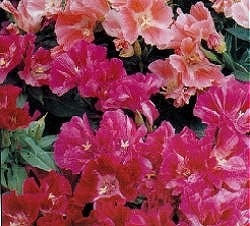 Godetia Dwarf Mixed - Hardy Annuals